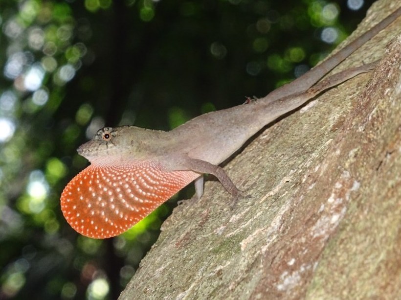 Anole lizard displaying its orange dewlap on a tree trunk