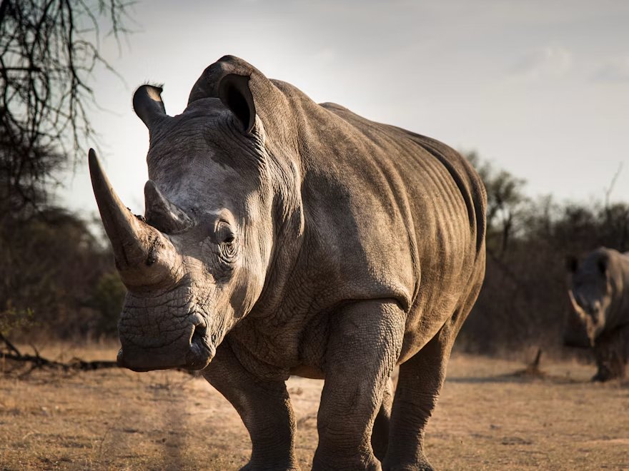 Ethics of conservation technology
