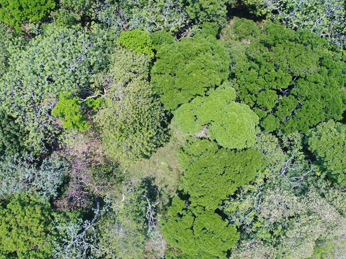 Machine learning in conservation