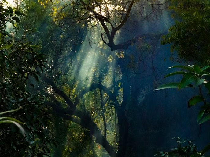 Microclimate ecology