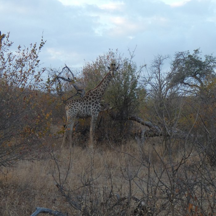 Giraffe in bushveld