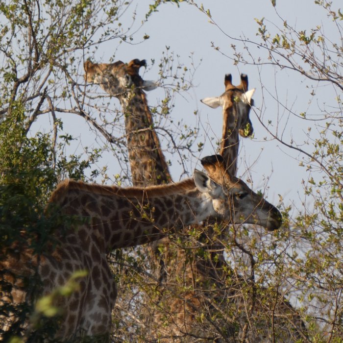 Giraffes browsing