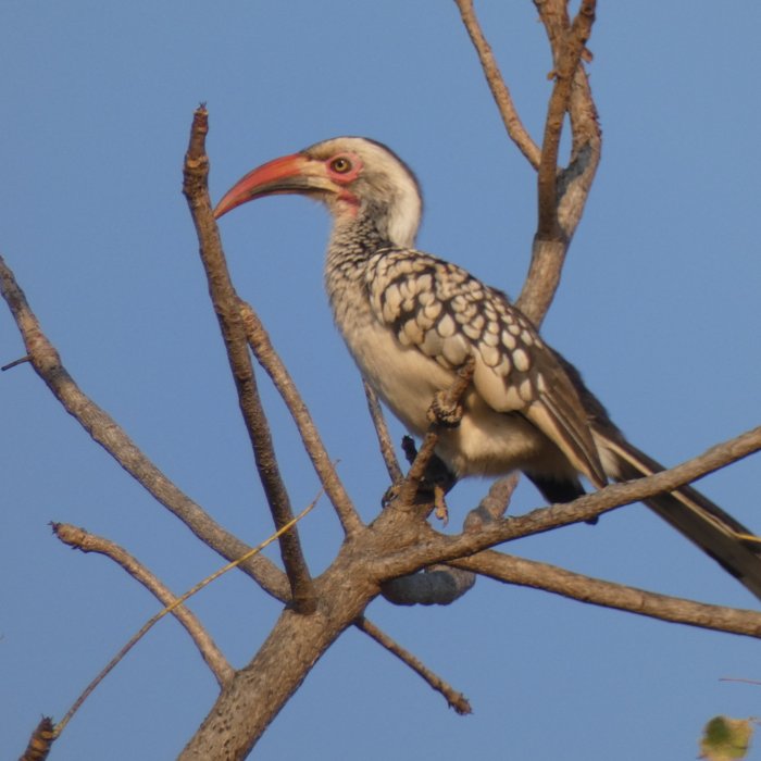 Red-billed hornbill
