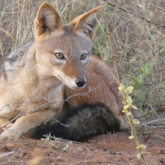 Black-backed jackal
