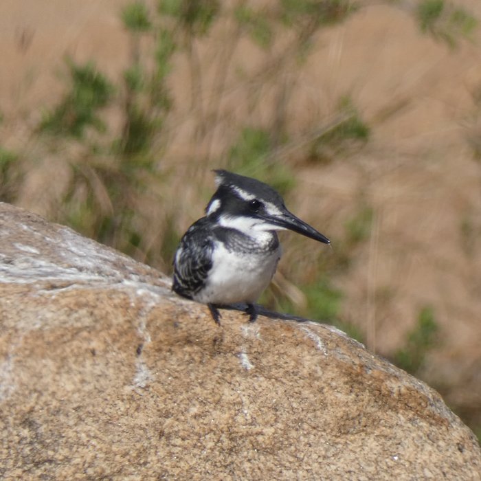 Pied kingfisher