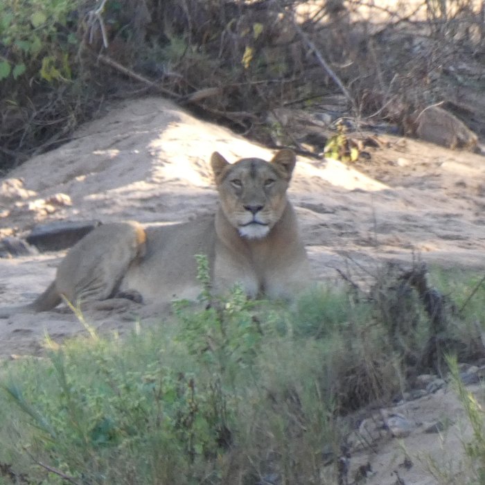 Lioness resting