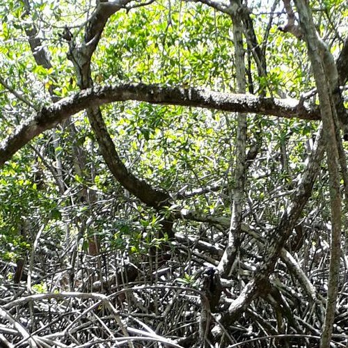 Mangrove forest