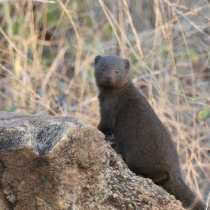 Dwarf mongoose